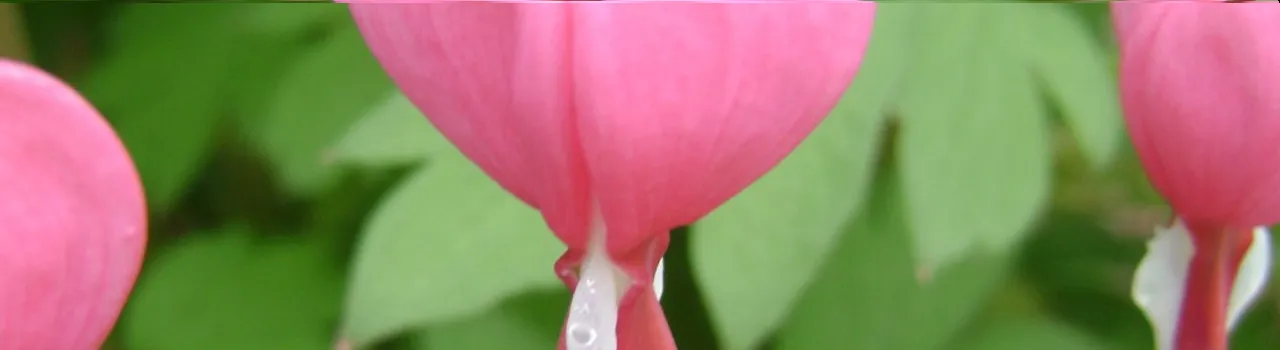 content-image